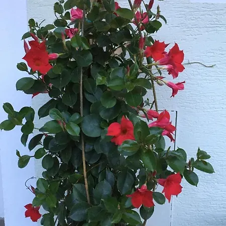 Privat bolig Gaestehaus Huber Fruehstueckspension Schladming