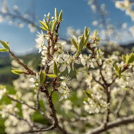 Gaestehaus Huber Fruehstueckspension Accommodatie bij particulieren
