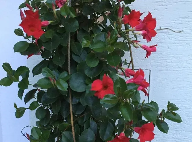 Ubytování v soukromí Gaestehaus Huber Fruehstueckspension Schladming