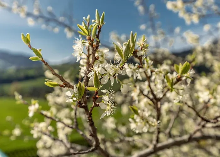 Gaestehaus Huber Fruehstueckspension Privat bolig